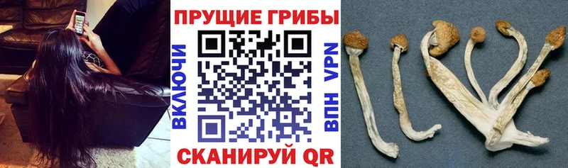 Псилоцибиновые грибы Psilocybe  цена наркотик  Мелеуз 
